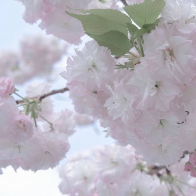 大兴安岭FurryQQ群